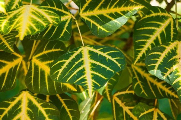 Green leaf close up background — Stock Photo, Image