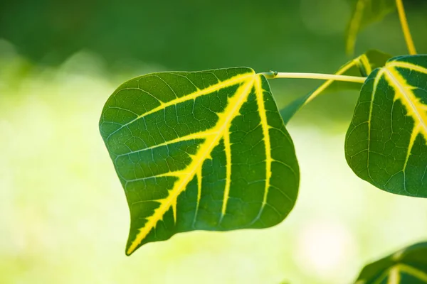 Groen blad close-up achtergrond — Stockfoto