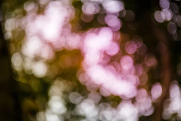 Bokeh van licht door bladeren — Stockfoto