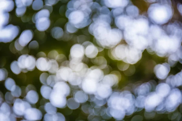 Bokeh des Lichts durch die Blätter — Stockfoto