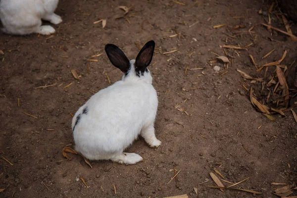 White Rabbit svart öga sitter på golvet. — Stockfoto