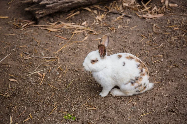 Білий кролик чорні очі, сидячи на підлозі. — стокове фото