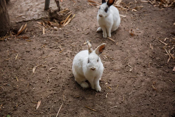 White Rabbit svart öga sitter på golvet. — Stockfoto