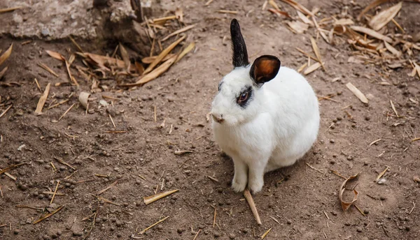 Weißes Kaninchen blaues Auge auf dem Boden sitzend. — Stockfoto