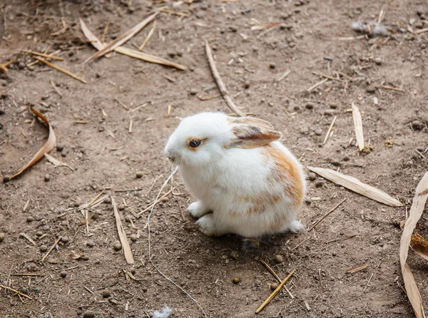 Bílý králík monokl sedí na podlaze. — Stock fotografie