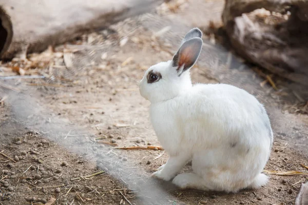 Weißes Kaninchen blaues Auge auf dem Boden sitzend. — Stockfoto