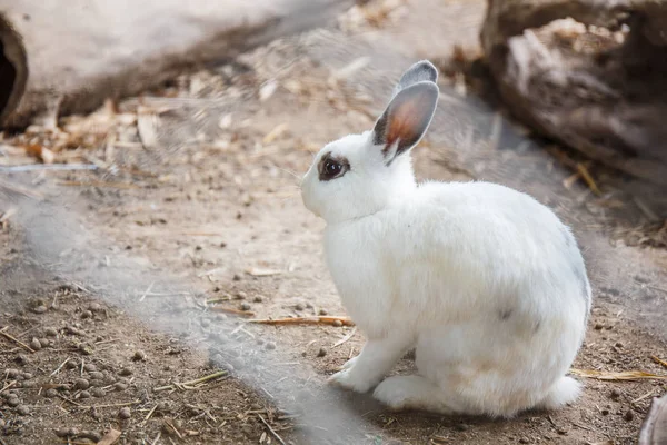 White Rabbit black eye sitting on the floor. — Stock Photo, Image