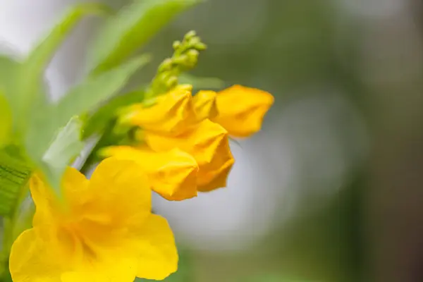 Gul klockor blomma — Stockfoto