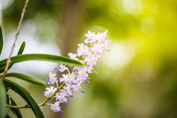 Orchidee lila im Garten — Stockfoto