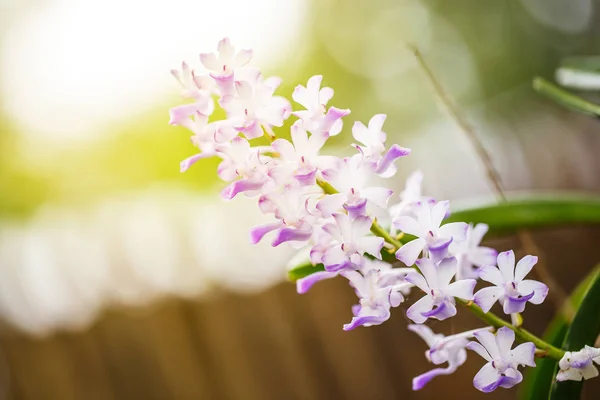 Orquídea púrpura en jardín — Foto de Stock