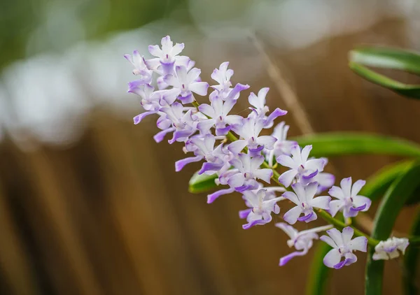 Orquídea roxa no jardim — Fotografia de Stock