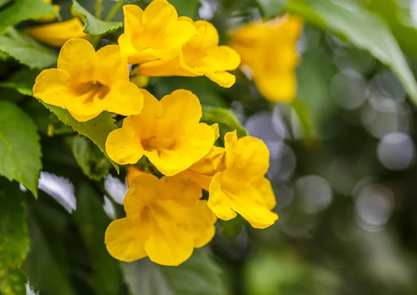 黄色の鐘花 — ストック写真