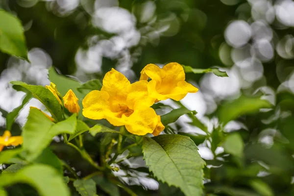 Flores de campanas amarillas — Foto de Stock