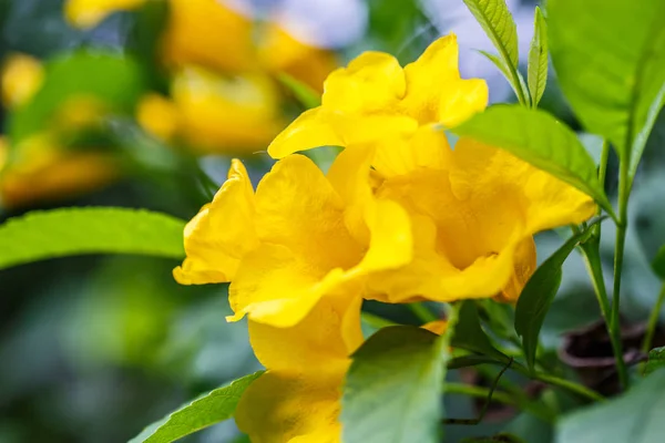 Flores de campanas amarillas —  Fotos de Stock