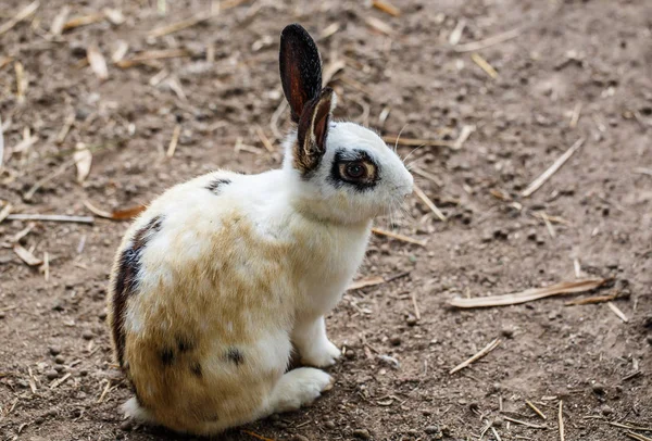 White Rabbit svart öga sitter på golvet. — Stockfoto