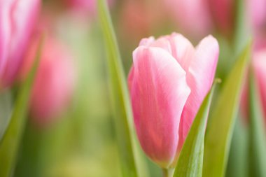 Bahçede pembe laleler