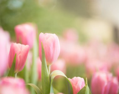 Bahçede pembe laleler