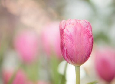 Bahçede pembe laleler