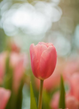 Bahçede pembe laleler