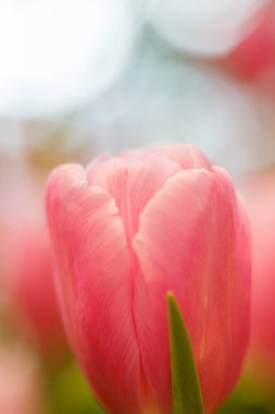 Bahçede pembe laleler