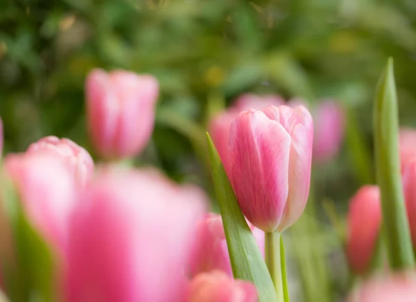 Pink tulips in garden — Stock Photo, Image