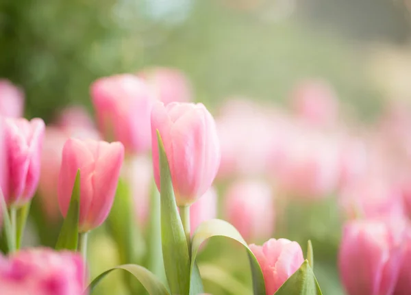 Rosa Tulpen im Garten — Stockfoto