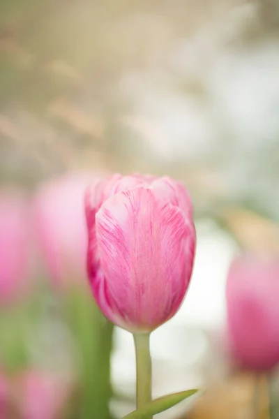 Ροζ τουλίπες στον κήπο — Φωτογραφία Αρχείου