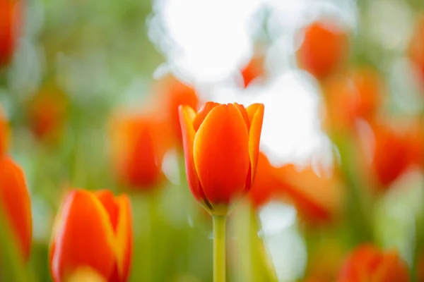 Pomarańczowe tulipany w ogrodzie. — Zdjęcie stockowe