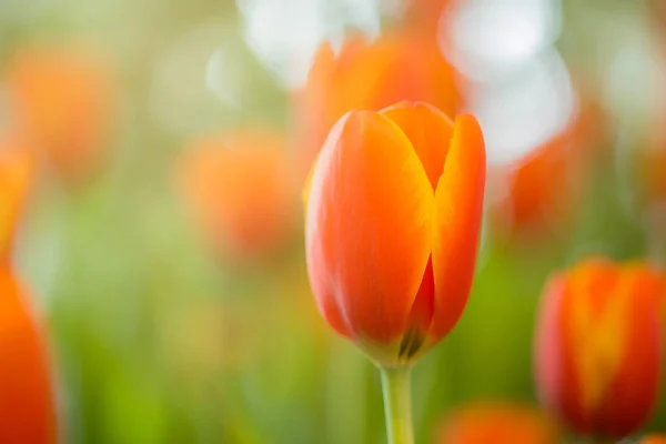 Orange tulips in the garden. — Stock Photo, Image