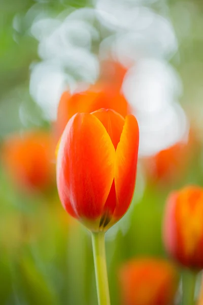 Оранжевые тюльпаны в саду. — стоковое фото