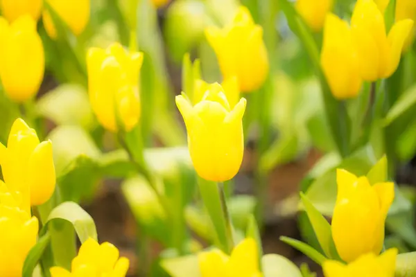 Yellow tulips in the garden. — Stock Photo, Image