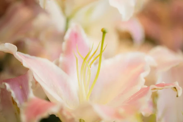 Fehér liliom a kertben — Stock Fotó