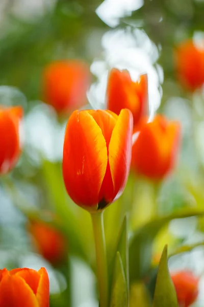 Orange tulpaner i trädgården. — Stockfoto