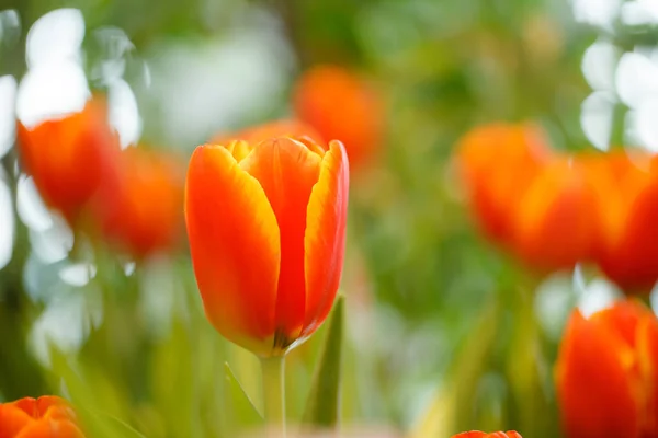 Orange tulpaner i trädgården. — Stockfoto