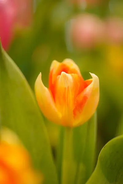 Orange tulpaner i trädgården. — Stockfoto