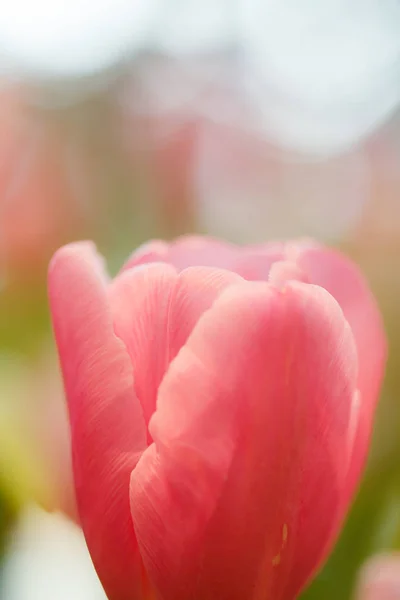 Розовые тюльпаны в саду — стоковое фото