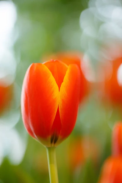 Tulipas laranja no jardim. — Fotografia de Stock