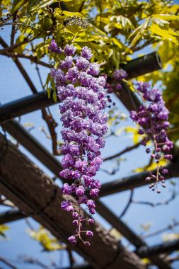 Wisteria Çiçek bahçesinde.