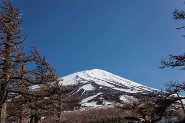 Çam ve Mt. Fuji
