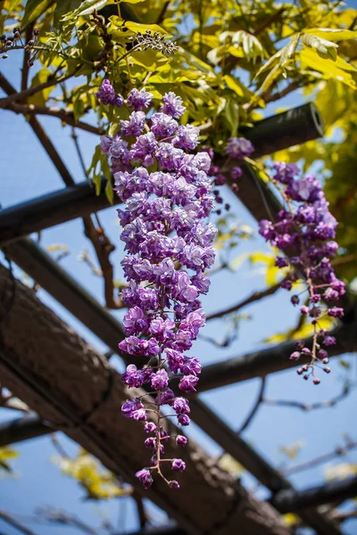 등나무 꽃 정원에서. — 스톡 사진