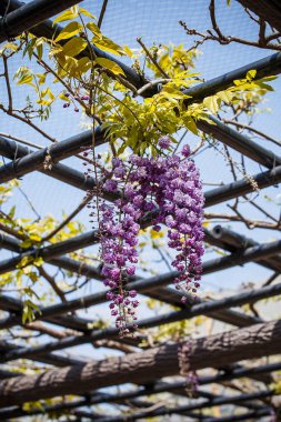 Wisteria Çiçek bahçesinde.