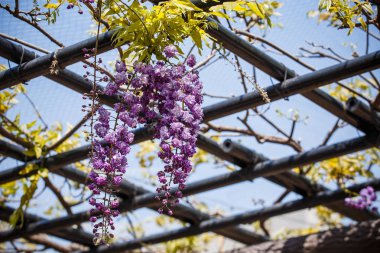 Wisteria Çiçek bahçesinde.