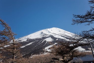 Çam ve Mt. Fuji