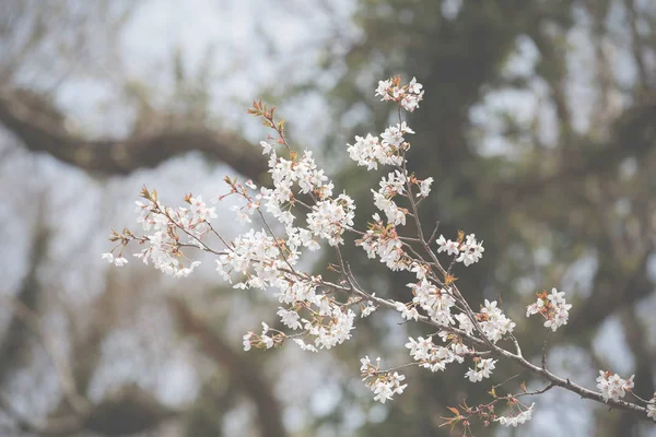 Photos de Sakura en mouvement par le vent . — Photo