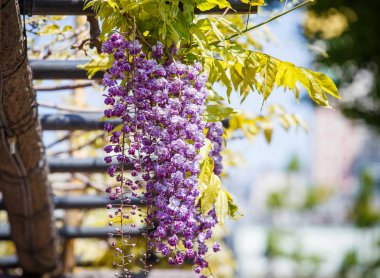 Wisteria Çiçek bahçesinde.