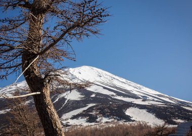 Çam ve Mt. Fuji