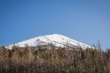 Çam ve Mt. Fuji