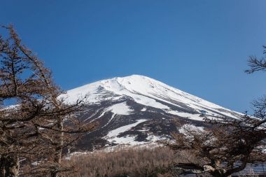 Çam ve Mt. Fuji