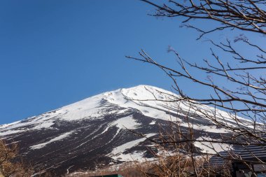 Çam ve Mt. Fuji
