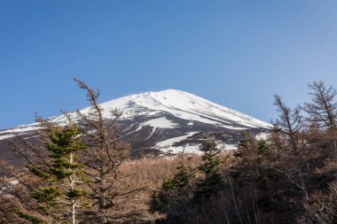 Çam ve Mt. Fuji